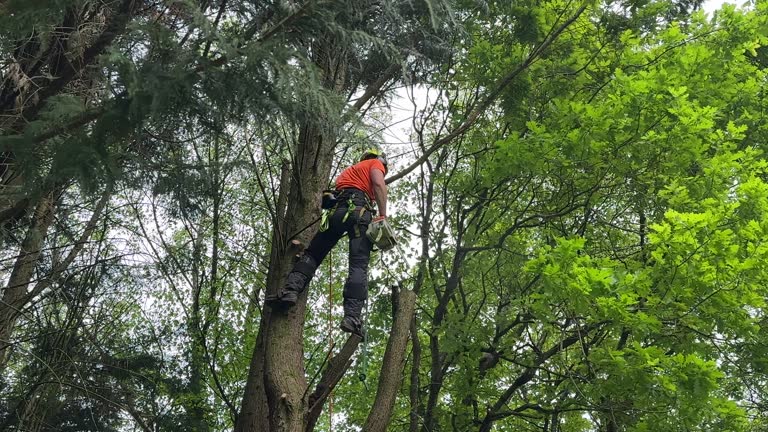 Best Tree Maintenance Programs  in Okauchee Lake, WI