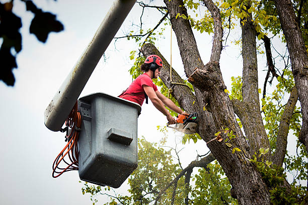 Best Arborist Consultation Services  in Okauchee Lake, WI